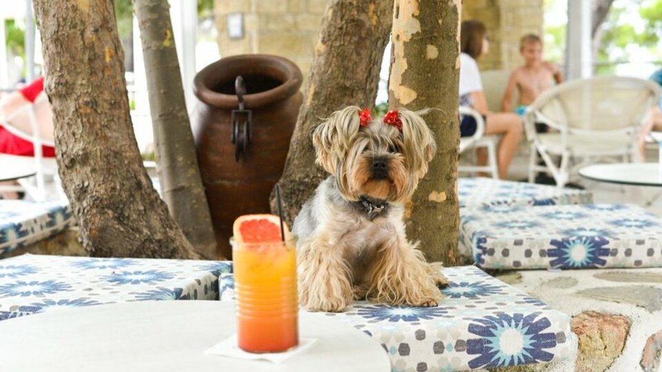Actorel Elea Beach - pet friendly